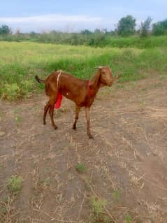 Bital