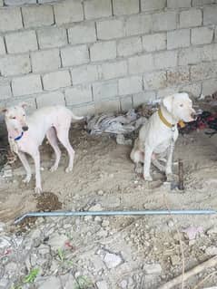 gultair female for sale and exchange possible with female 03185858251