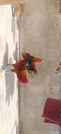 murga/