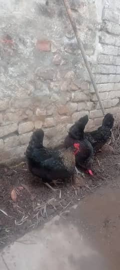 Beautiful Black young Egg laying Hens and young Roaster