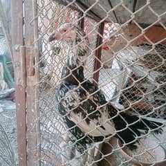aseel