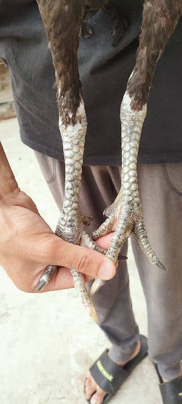 Pure Thai burmi male 3