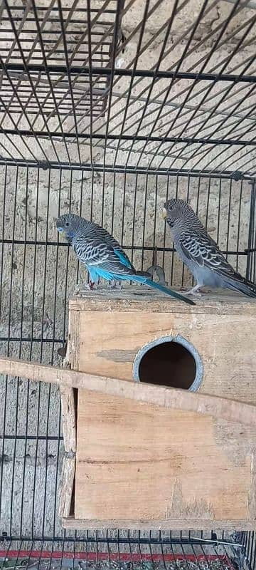 Top Quality very Rare mutation black face pair 0