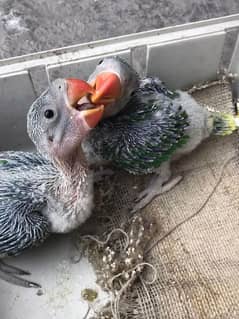 Raw babbies Pair available