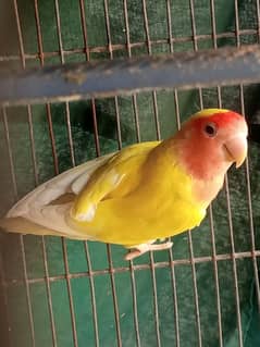 Lutino Love Bird femal For Sale