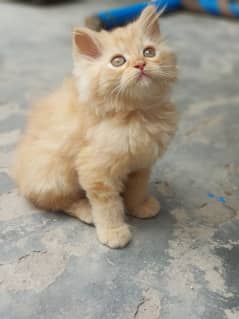 ginger