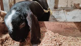 Betal black goat for Qurbanii and breeder for sale