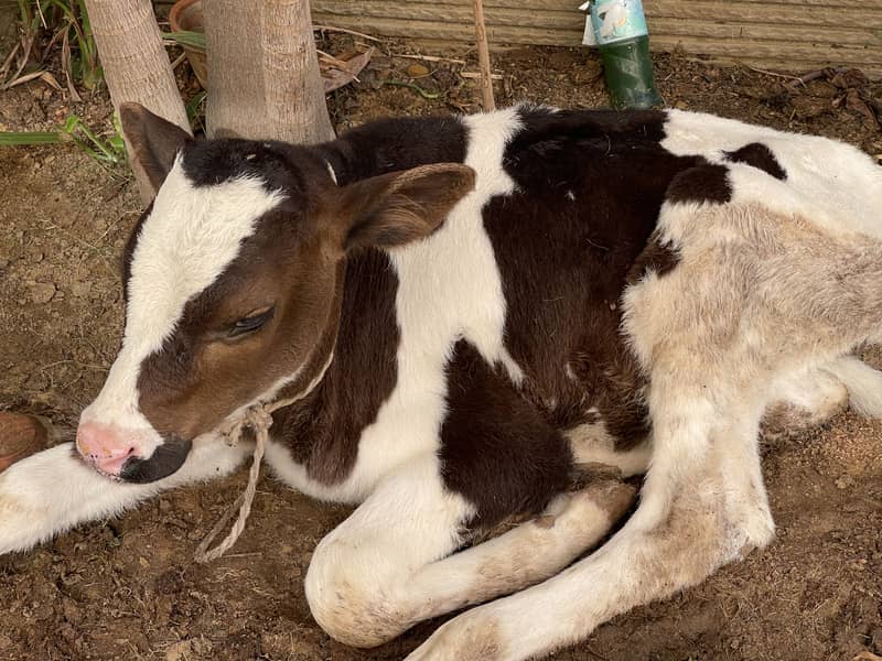 small cow 0