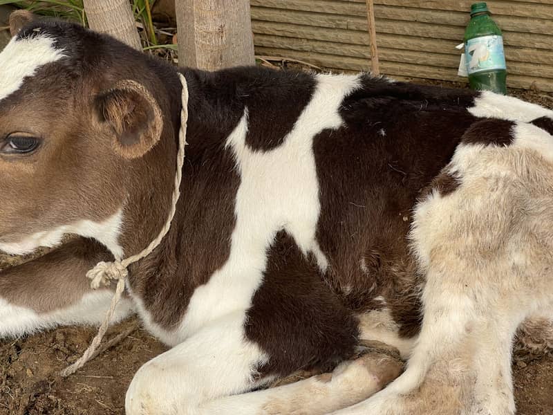 small cow 2