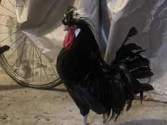 Black polish healthy and active