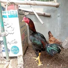 Pure aseel murga lakhaa