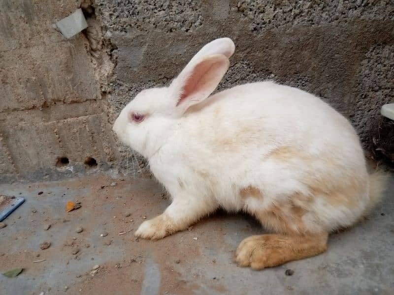 Red eyes rabbit pair and bunnies and mix 0