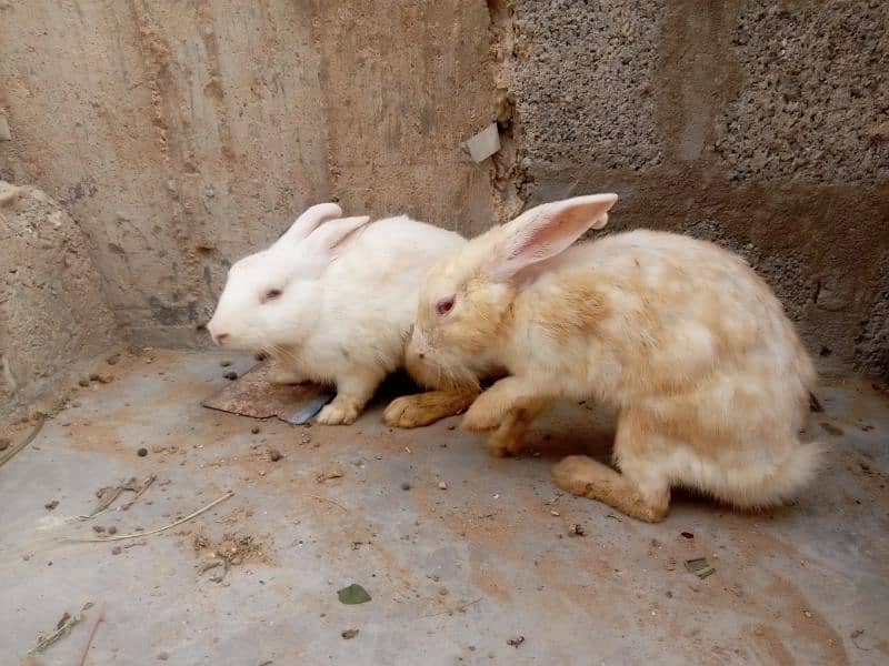 Red eyes rabbit pair and bunnies and mix 1