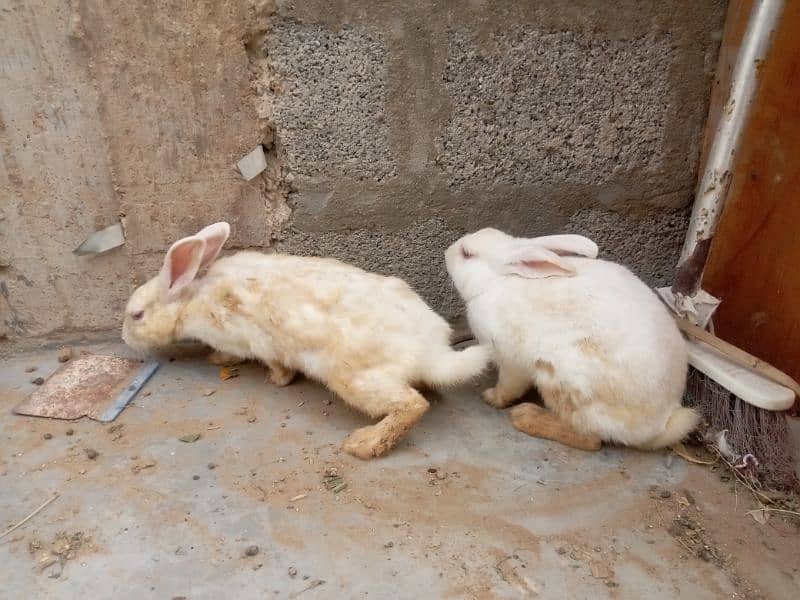 Red eyes rabbit pair and bunnies and mix 2