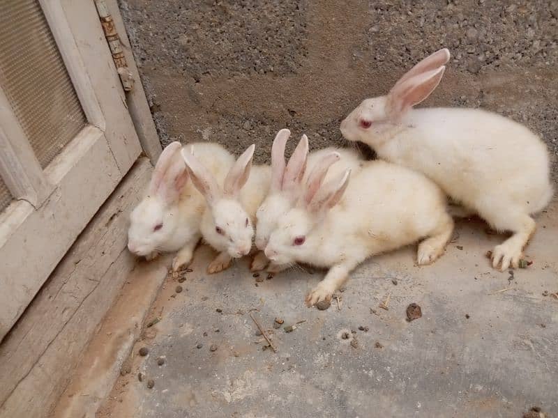 Red eyes rabbit pair and bunnies and mix 3
