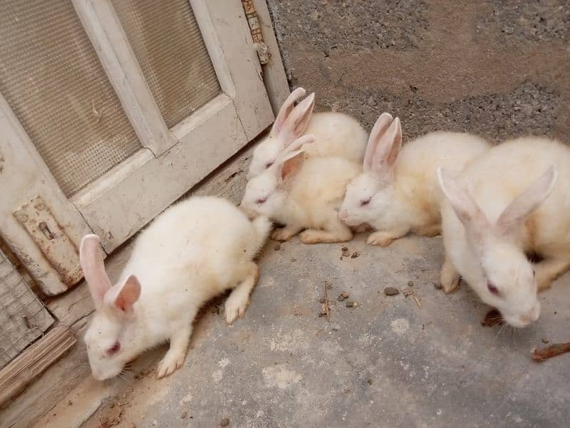 Red eyes rabbit pair and bunnies and mix 4