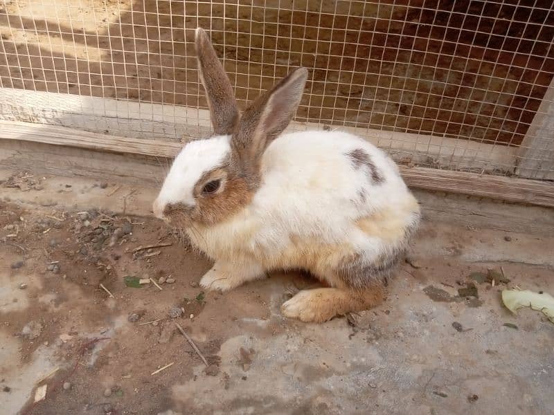 Red eyes rabbit pair and bunnies and mix 6