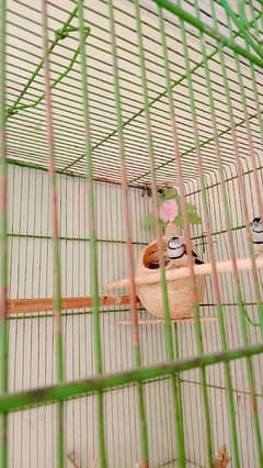 owl
