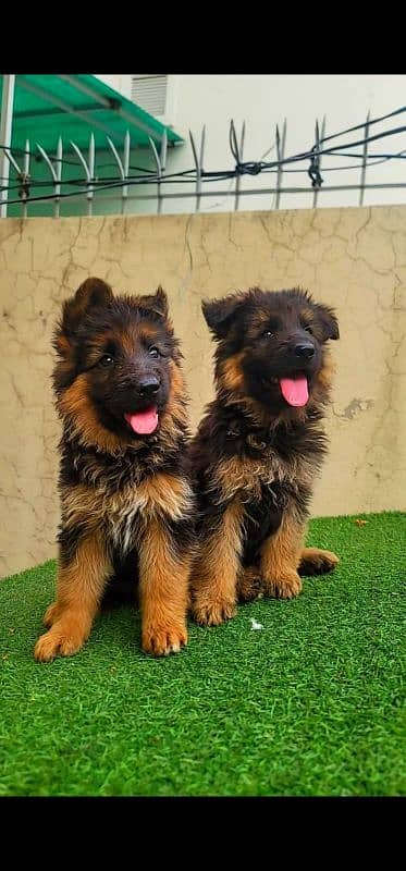 German shepherd long coat pedigreed puppies 0