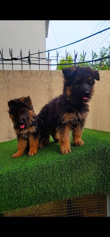 German shepherd long coat pedigreed puppies 1