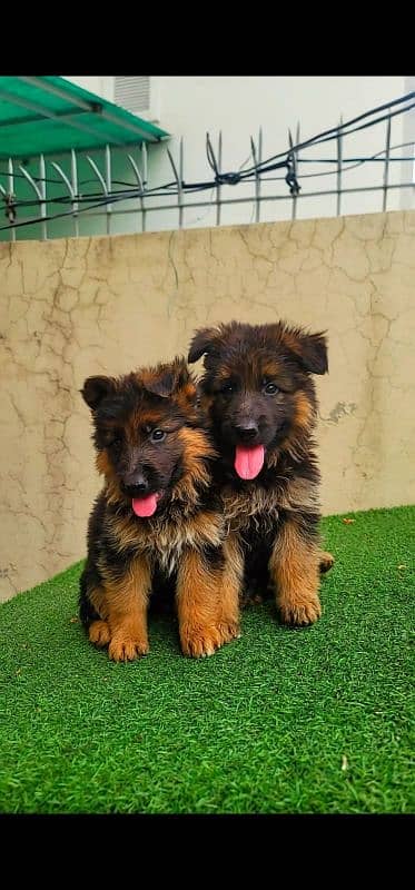 German shepherd long coat pedigreed puppies 2
