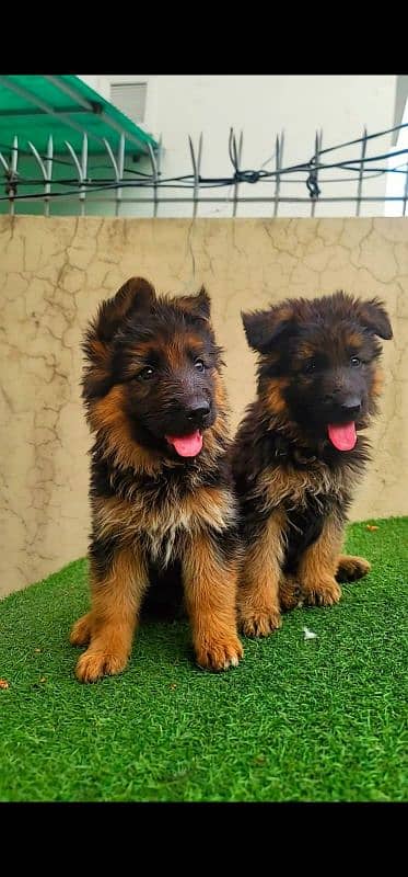 German shepherd long coat pedigreed puppies 3