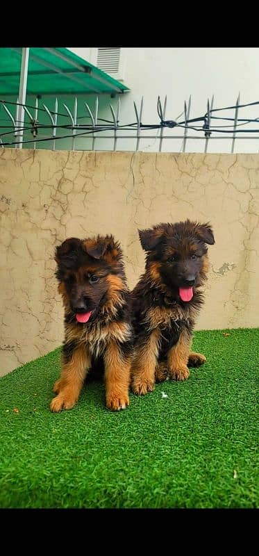 German shepherd long coat pedigreed puppies 4