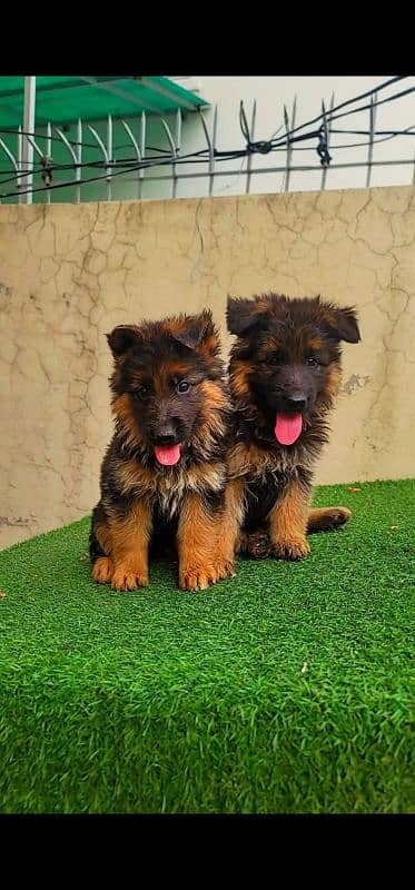 German shepherd long coat pedigreed puppies 5
