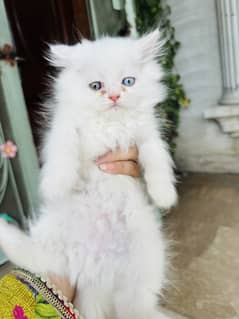 White persian kitten