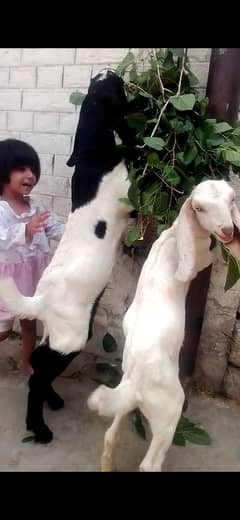 2 mah k bach 1 path white 1 Bakra