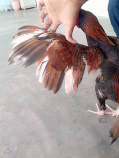 aseel