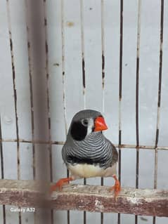 Adult budgies and finches