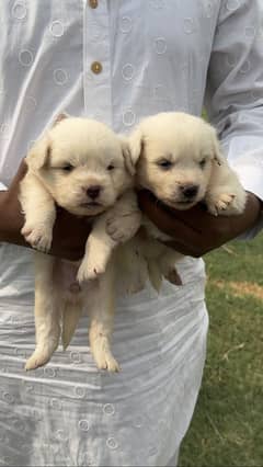 Poodles babies Ava for sale