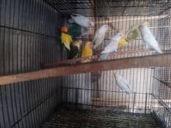 kids love birds parrots Dove finch java paty