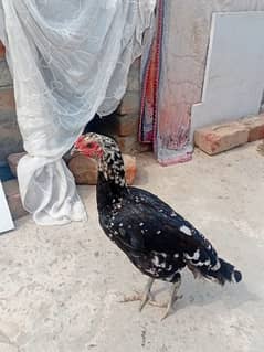 aseel hens
