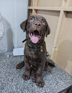 Chocolate