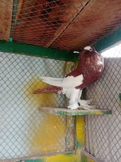 pigeon setup for sale