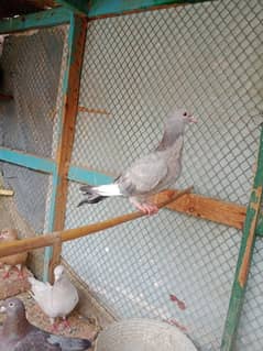 pigeon