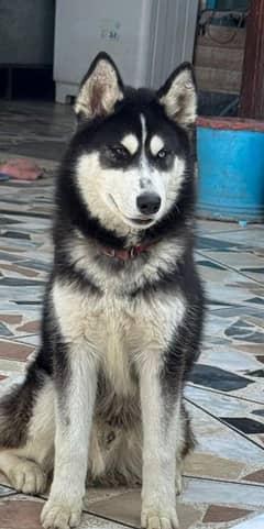 dog