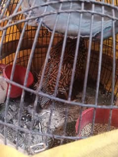 teetar for sale ha all ok ha