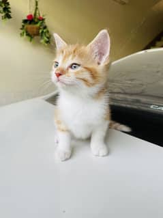 Persian