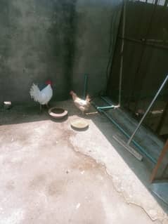 Desi Hens and Murga