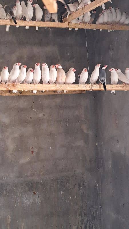 white Jawa finch 0