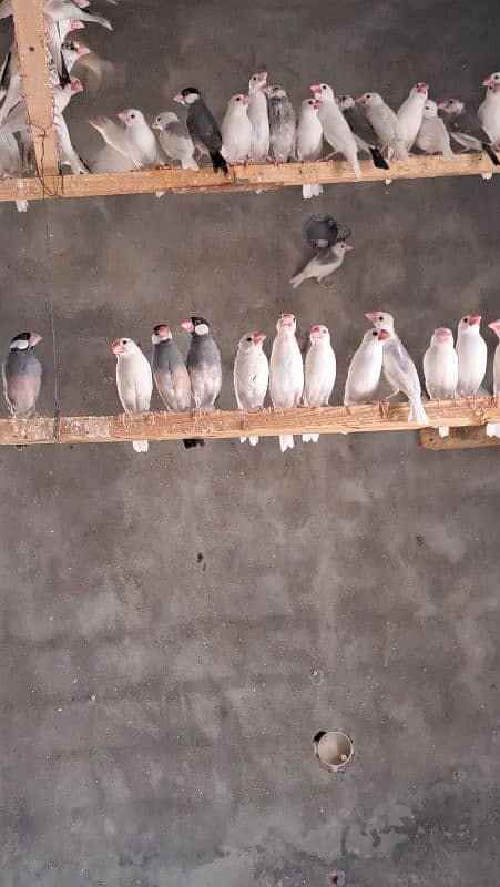 white Jawa finch 1