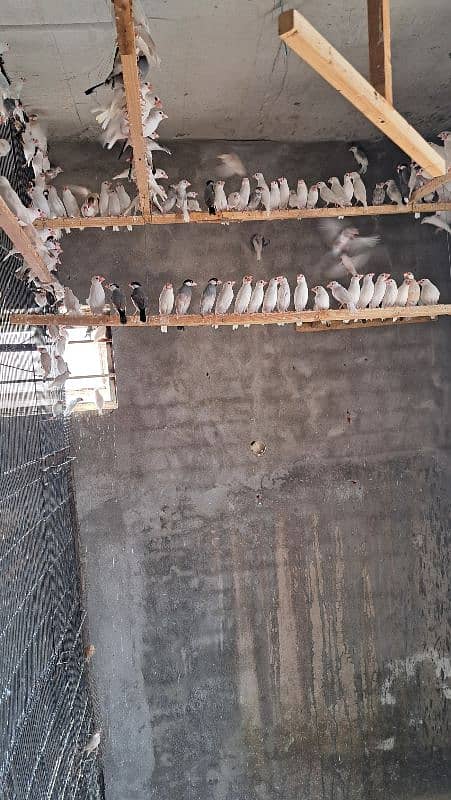 white Jawa finch 2