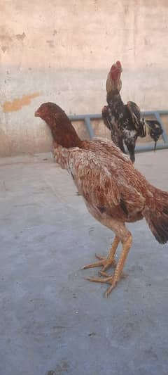 aseel