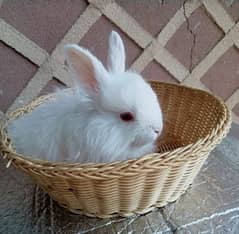 Turkish Angora Rabbits