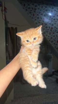 Persian Kittens for sale - 13k each