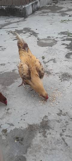 aseel