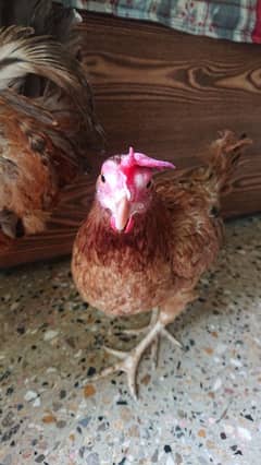 Pair of Healthy Misri Hens – Egg Laying Hen – Urgent Sale